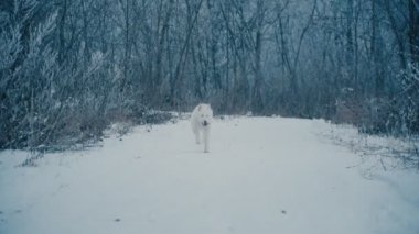 Sarı saçlı Husky doğurmak köpek