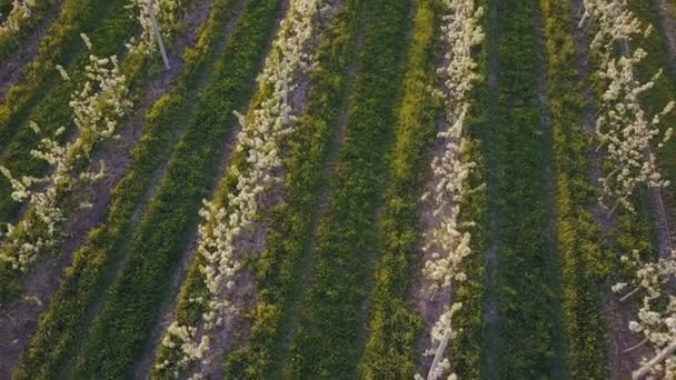 jardin de poires en fleurs 