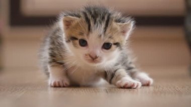küçük yavru kedi yürüyor