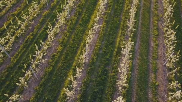 jardin de poires en fleurs 