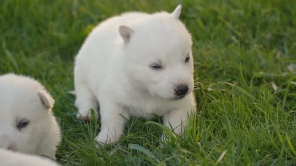 Witte husky pups — Stockvideo