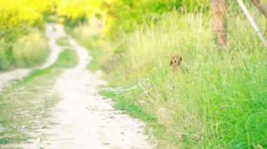 Dachshund doğurmak köpek çalıştırır