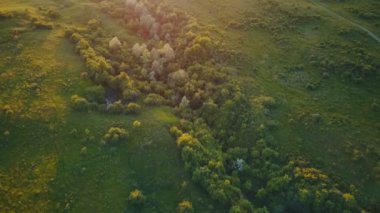 günbatımı güneş,'ın bahçesinde ağaçlar