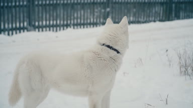 Sarı saçlı Husky doğurmak köpek
