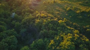 günbatımı güneş,'ın bahçesinde ağaçlar