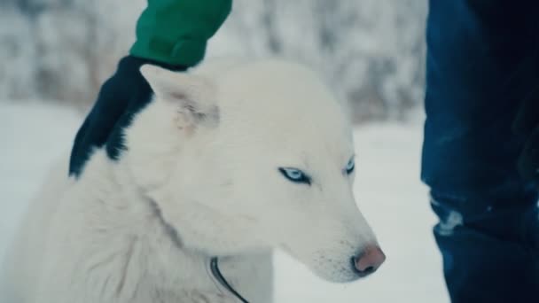 En gul långhåriga Husky rasen hund — Stockvideo