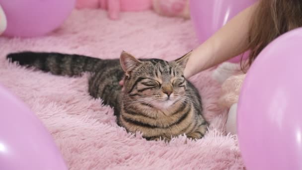 Девушка с котом на диване — стоковое видео