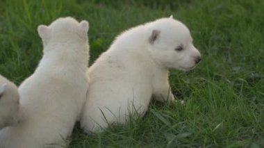 Beyaz husky yavruları