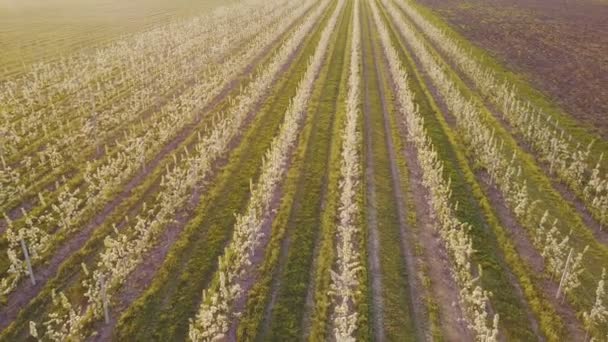 Fioritura giardino delle pere — Video Stock