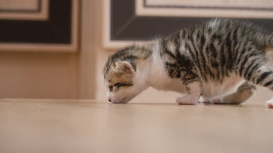 küçük yavru kedi yürüyor