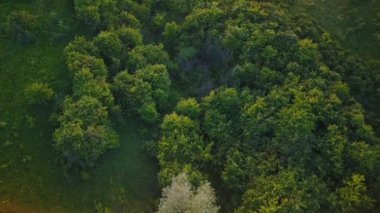 günbatımı güneş,'ın bahçesinde ağaçlar