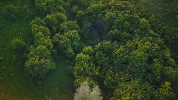 Árboles en el césped al atardecer — Vídeos de Stock