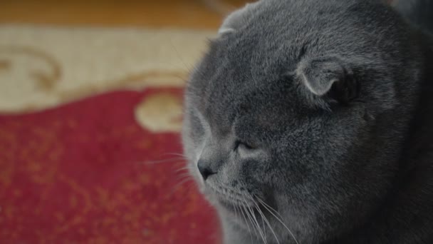 Britannico dalle orecchie lop gatto — Video Stock