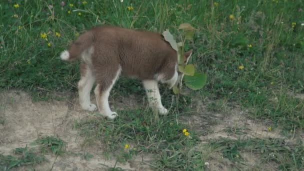 Husky yavrusu üzerinde doğa yürüyüşleri — Stok video