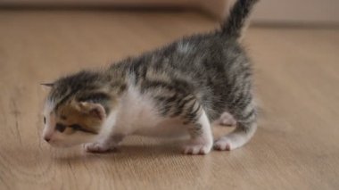 küçük yavru kedi yürüyor