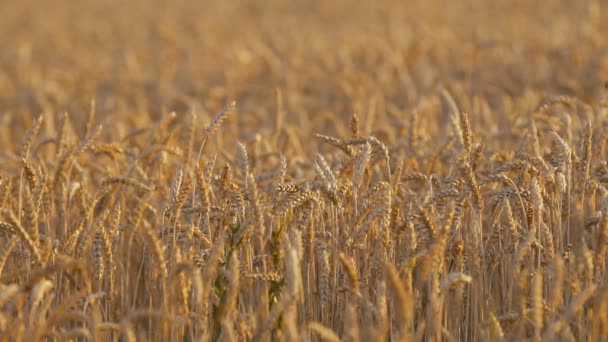 Pronto Para Colheita Trigo Campo — Vídeo de Stock