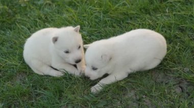 Beyaz husky yavruları