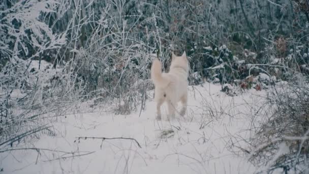 Een geel-haired Husky rashond — Stockvideo