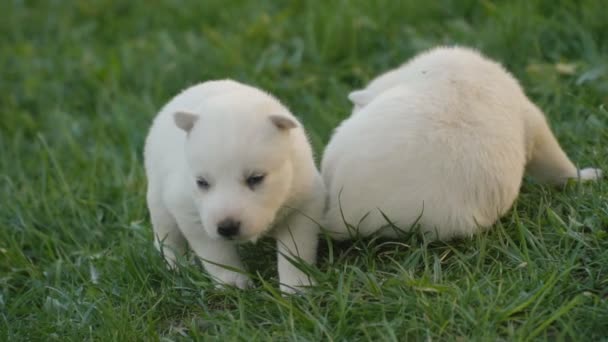Cachorros Raça Husky Branco Grama Verde — Vídeo de Stock