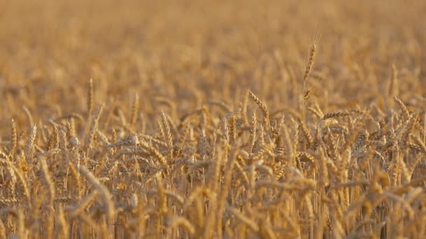 Пшениця на полі — стокове відео
