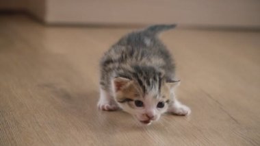 küçük yavru kedi yürüyor