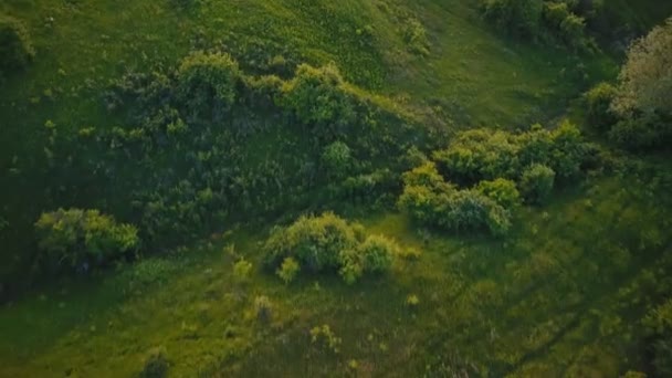 Bomen op het grasveld bij zonsondergang zon — Stockvideo