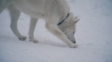 Sarı saçlı Husky doğurmak köpek