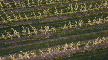 çiçek açan armut Bahçe