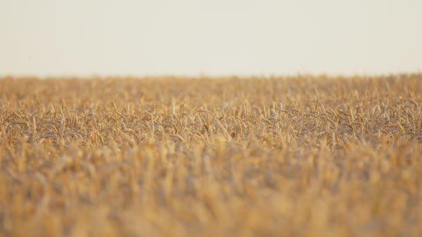 田里的小麦 — 图库视频影像