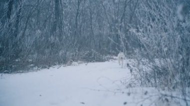 Sarı saçlı Husky doğurmak köpek