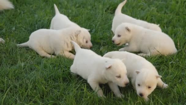Filhotes de cachorro branco husky — Vídeo de Stock