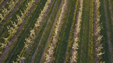 çiçek açan armut Bahçe