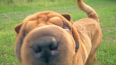 cins shar pei