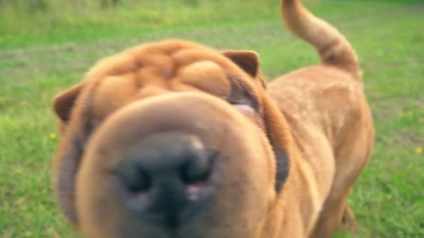 A raça de shar pei — Vídeo de Stock