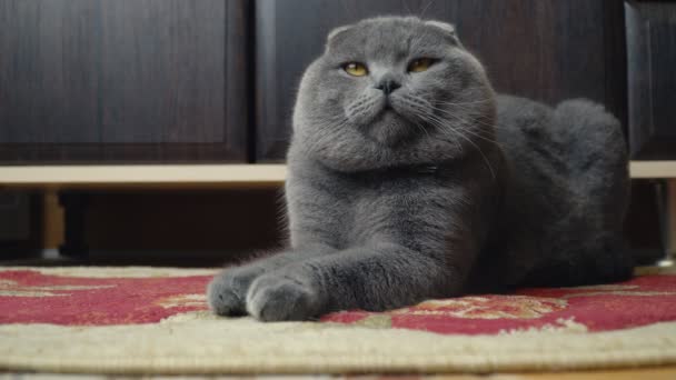 Lop-Eared Briton kedi — Stok video