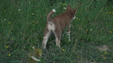 Açık havada yürüyüş mavi gözlü Husky köpek yavrusu