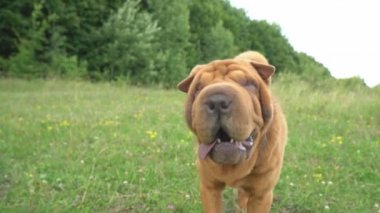 cins shar pei