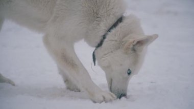 Sarı saçlı Husky doğurmak köpek