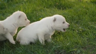 Yeşil çimenlerin üzerinde beyaz husky ırk yavru