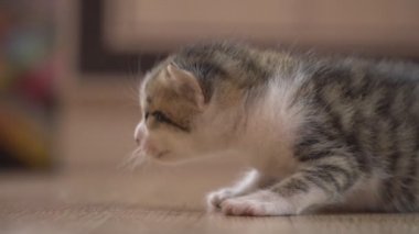 küçük yavru kedi yürüyor