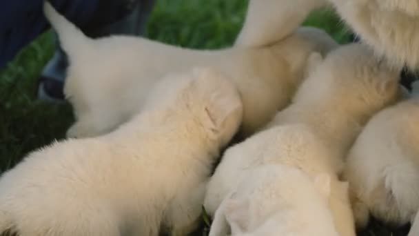 Witte husky pups — Stockvideo