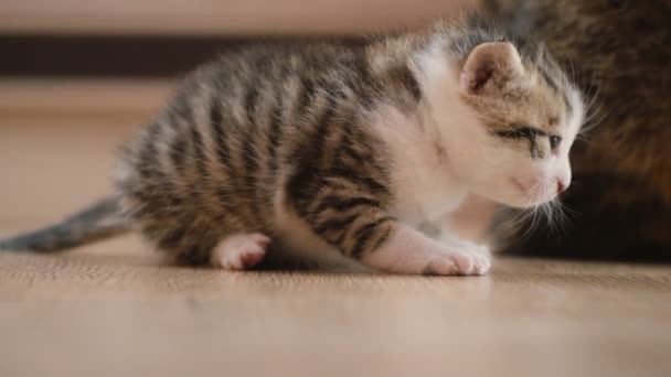 Gatito Camina Por Suelo — Vídeos de Stock