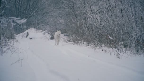 Un cane di razza Husky dai capelli gialli — Video Stock