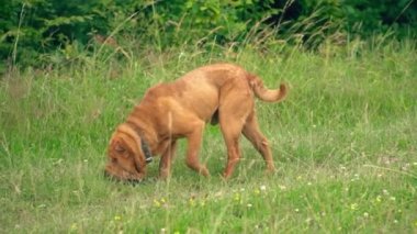 cins shar pei