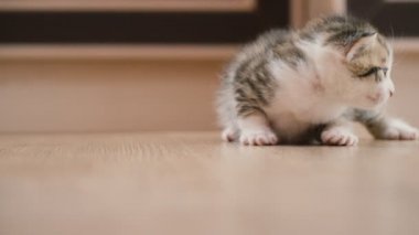 küçük yavru kedi yürüyor