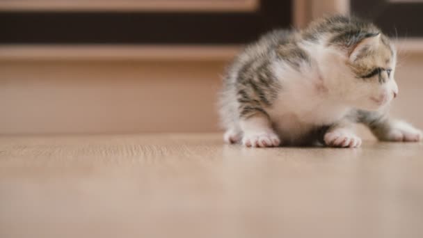 Das kleine Kätzchen geht — Stockvideo