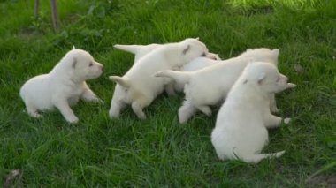 Beyaz husky yavruları