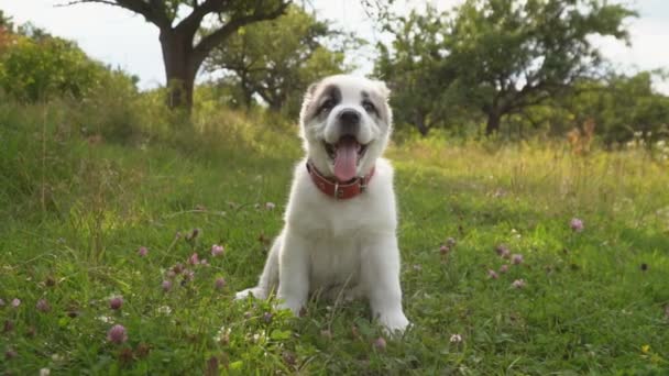 Puppy van het ras van de Alabai — Stockvideo