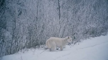 Sarı saçlı Husky doğurmak köpek