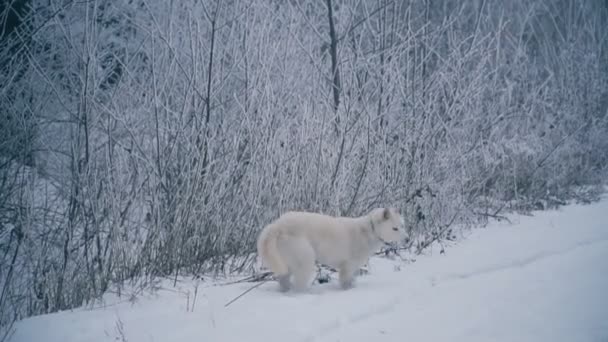 En gul långhåriga Husky rasen hund — Stockvideo